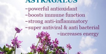 Astragalus Health Benefits