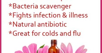 Benefits Of Echinacea
