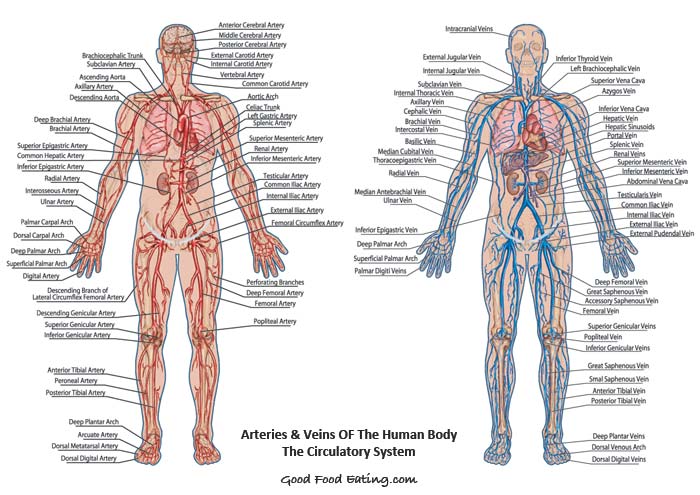Circulatory-system