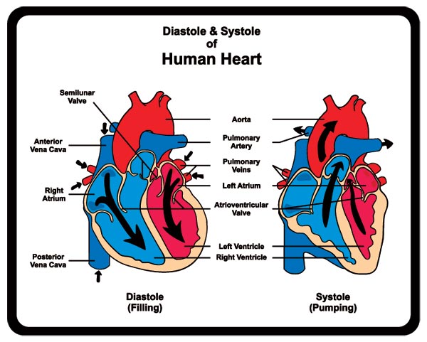 Systolic-&-diastolic-heart-actions