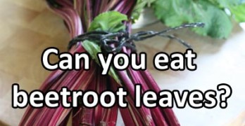 Can you eat beetroot leaves?