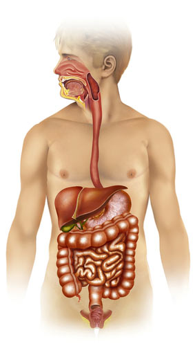 digestive-tract