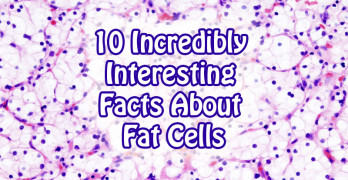 10 Incredibly Interesting Facts About Fat Cells